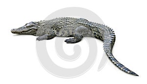 Crocodile