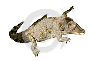 Crocodile