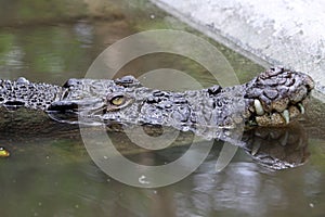 Crocodile