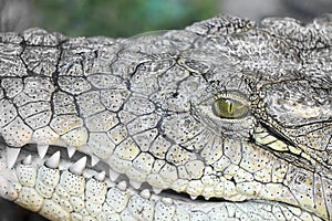 Crocodile