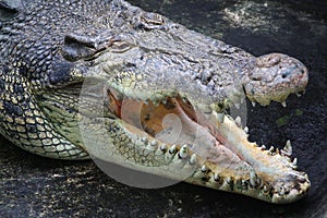 Crocodile