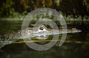 Crocodile