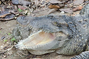 Crocodile