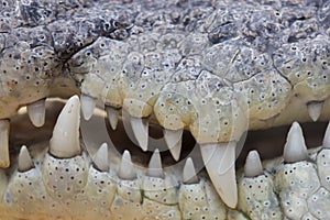 Crocodile