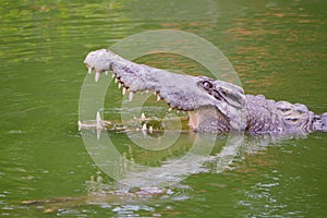 Crocodile