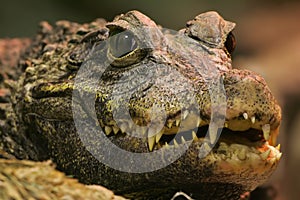 Crocodile