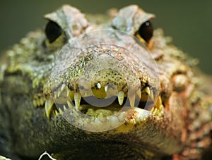 Crocodile