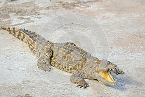 Crocodile