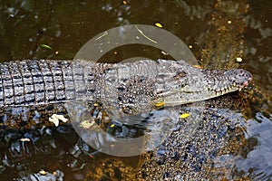 Crocodile