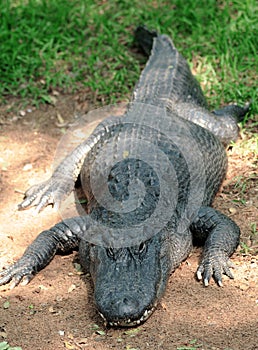 Crocodile