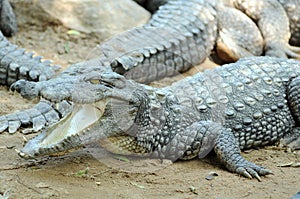 Crocodile