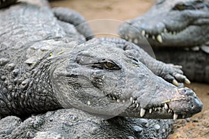 Crocodile