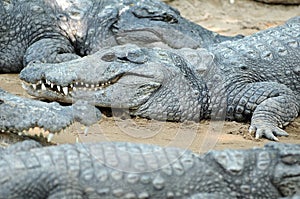 Crocodile