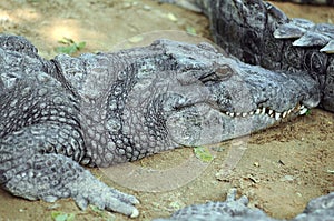 Crocodile