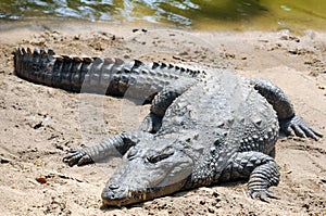 Crocodile