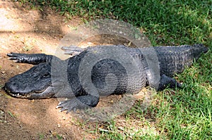 Crocodile