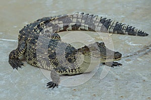 Crocodile