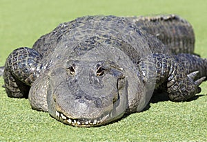 Crocodile