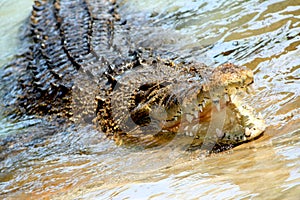 Crocodile