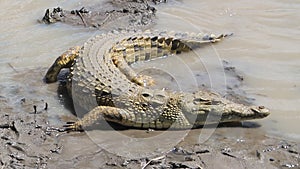 Crocodile