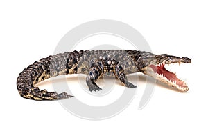 Crocodile in aggressive stance