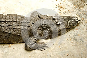 Crocodile or alligator