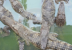 Crocodile. alligator.