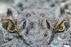 Crocodile Alligator eye close up