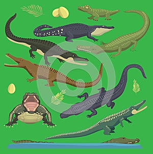 Crocodile alligator green vector reptile illustration of wild animals set collection cartoon style. Cartoon green