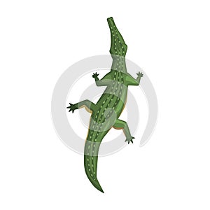 Crocodile, amphibian animal, view from above cartoon vector Illustration