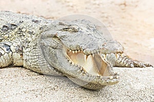 Crocodile animal wildlife reptile open mouth resting