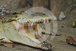 crocodile atau buaya