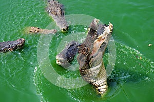 Crocodile attack