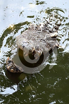 Crocodile attacking with mouth open