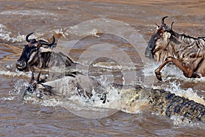 The crocodile attacks the wildebeest in river Mara