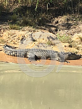 Crocodile Australia