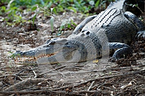 Crocodile