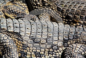 Crocodile Background