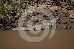 Crocodile On The Bank Of The Mara River