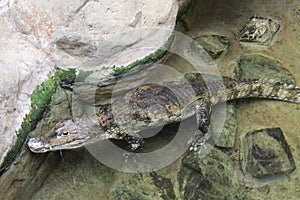 Crocodile from the Barcelona zoo. Catalonia. Spain