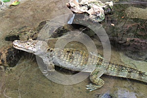 Crocodile from the Barcelona zoo. Catalonia. Spain