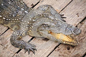 Crocodile baring mouth photo