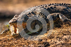 Crocodile baring teeth photo