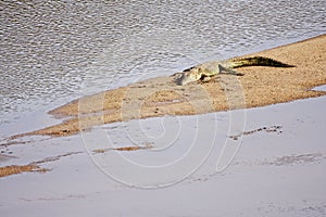 Crocodile basking