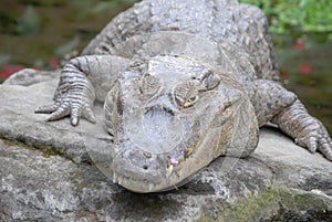 Crocodile basking