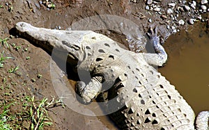 Crocodile Basking