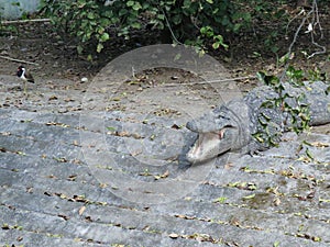 Basking Crocodile