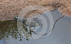 Crocodile basking in the sun at Kruger National Park