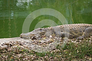 Crocodile basking in the sun near the river.