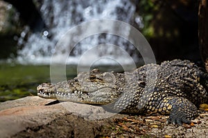 Crocodile basking by a waterfall